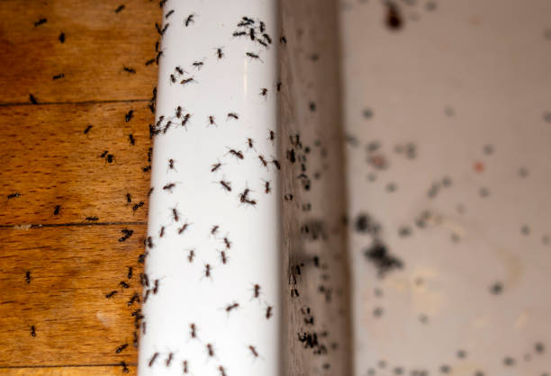 Spider Control Near Me in West Memphis, AR